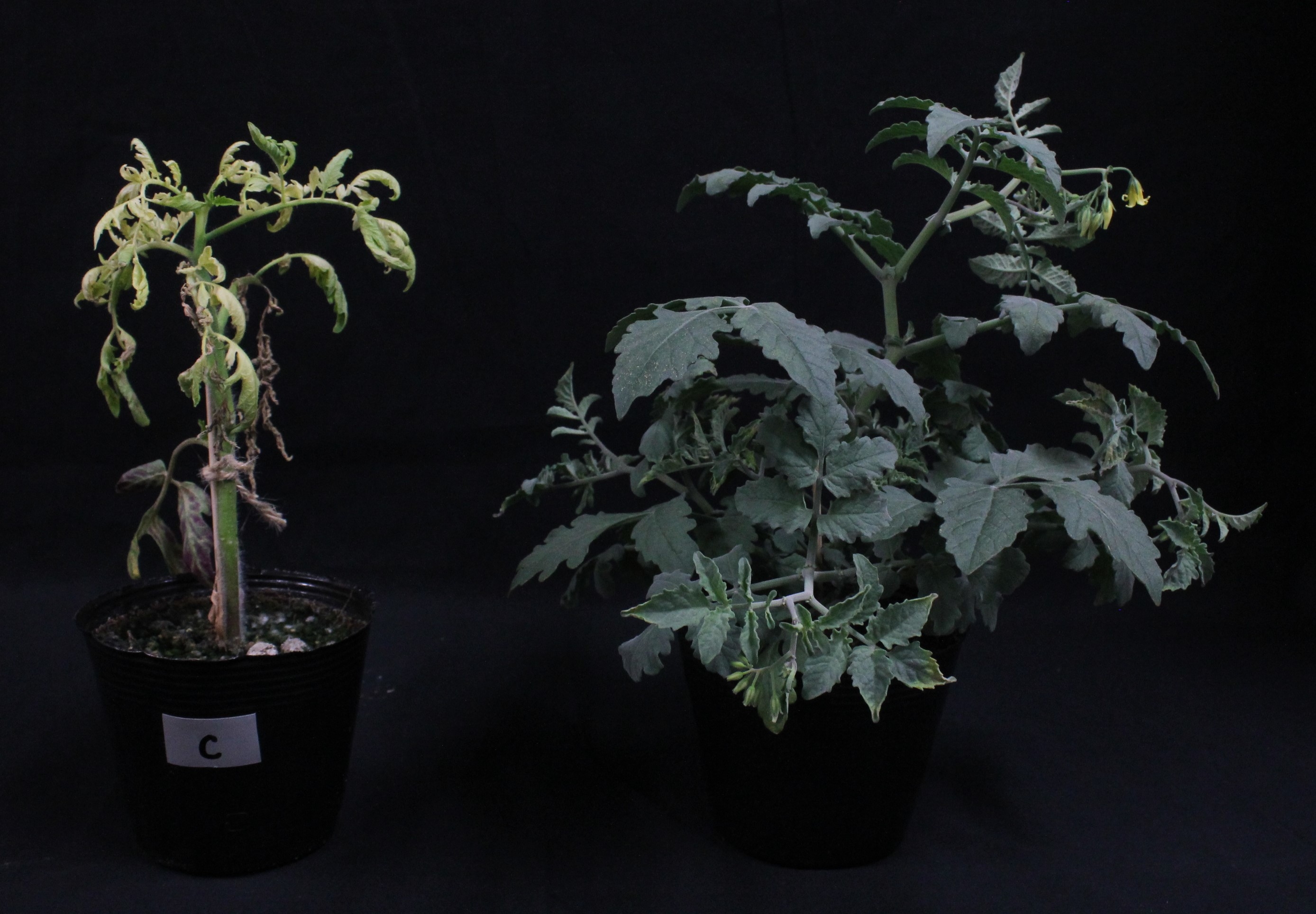 全日長で育成した栽培種トマト（左）と全日長耐性を持つ野生種トマト（右）
の画像