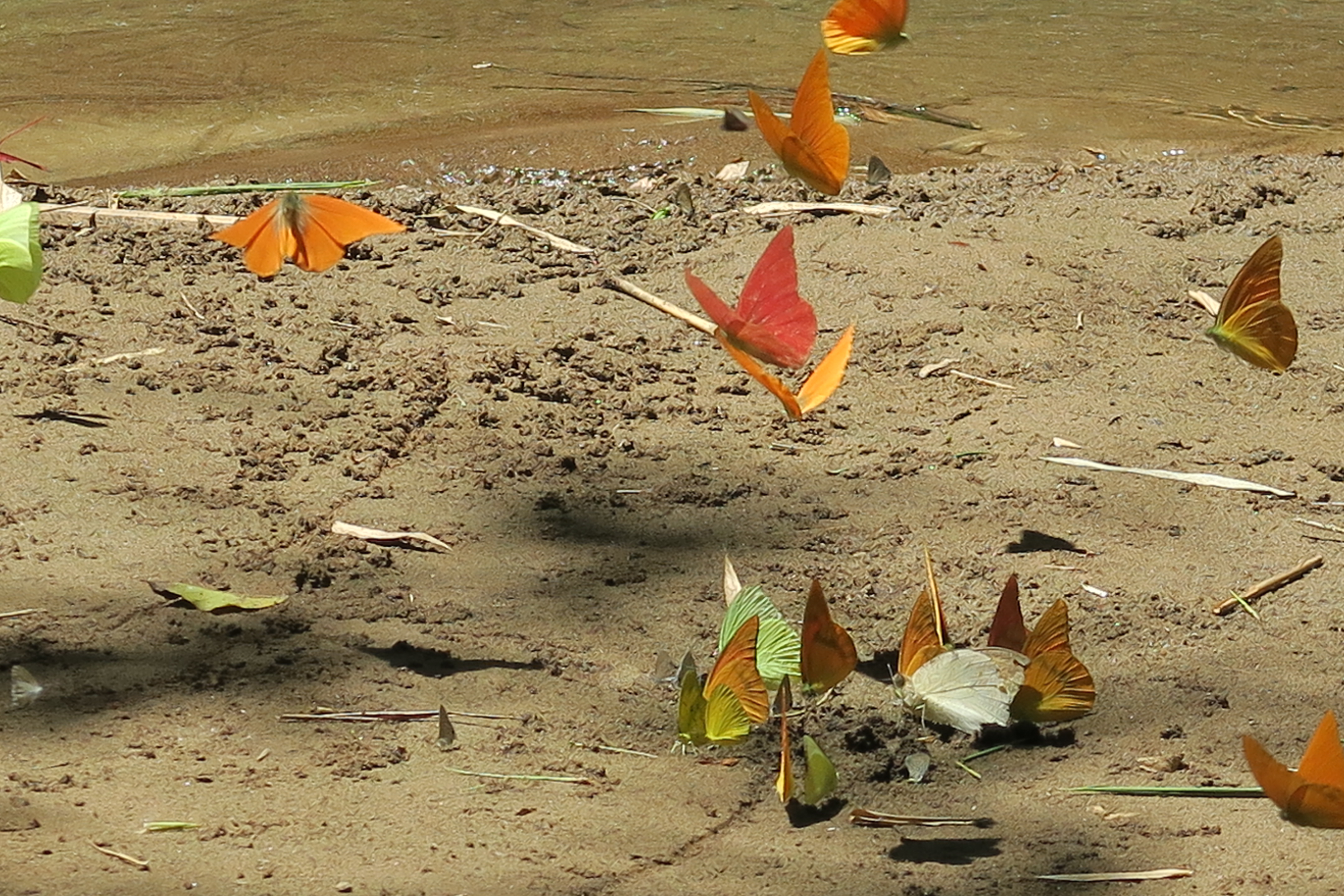 吸水に集まるオスのチョウの画像