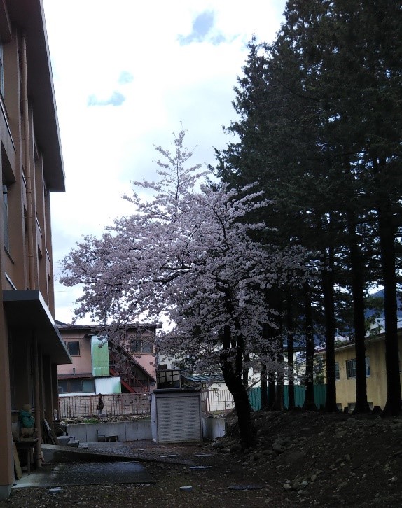 写真3．地域教育文化学部音楽校舎南側の桜の木。2022年4月14日（木）撮影。の画像