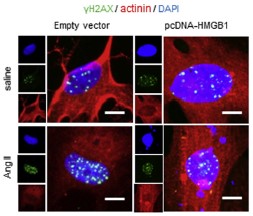図１：心筋細胞のDNA損傷に対するHMGB1の効果（Takahashi T, et. al. JACC Basic Transl Sci. 2019）の画像