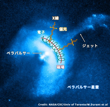 IXPE衛星を使って観測したベラパルサー星雲の磁場の様子。の画像