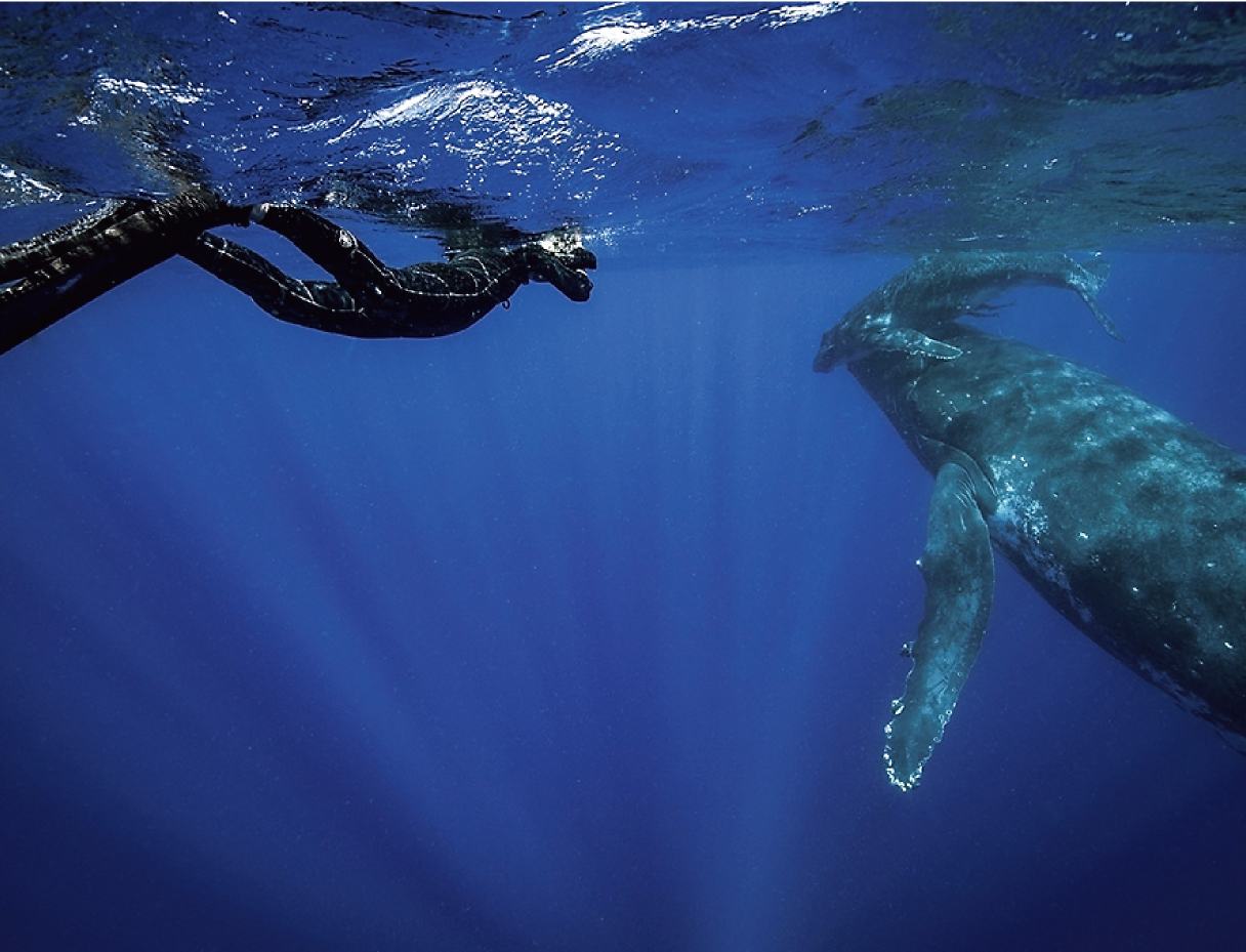 トンガでザトウクジラを撮影中の画像