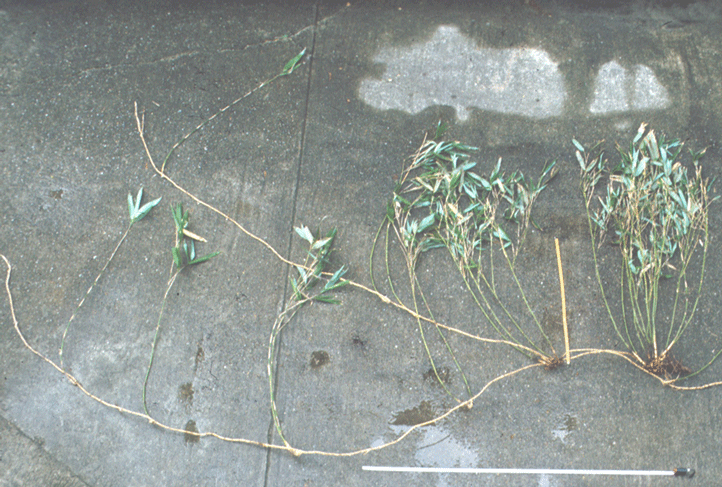 図2.チシマザサは地下茎を長く伸ばして、クローン（無性生殖）で広がる。撮影：蒔田明史の画像