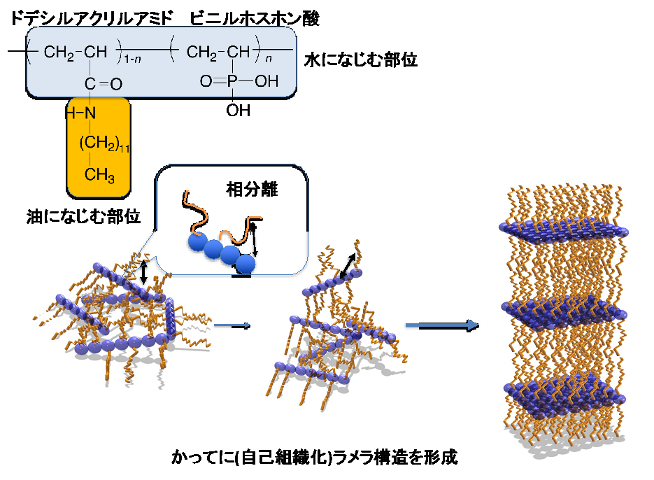 図1　用いた化合物の構造とその自己組織化機構の画像