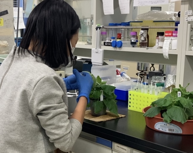 遺伝子組換え植物を作って代謝を調べている様子の画像
