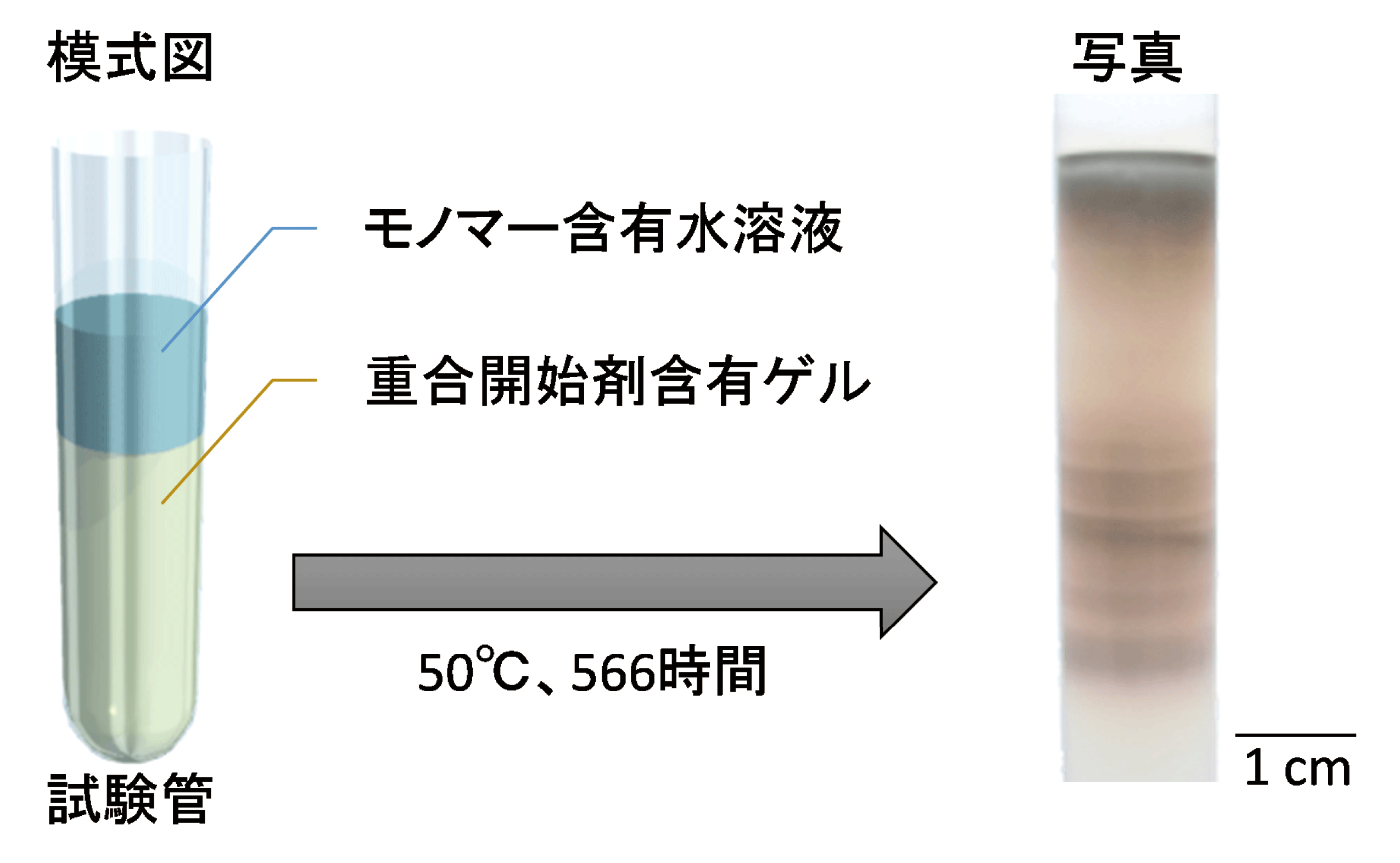 　　　　　　　　図2.　本実験の模式図の画像