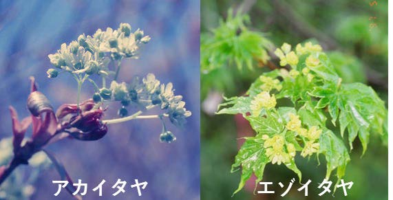 図１．エゾイタヤとアカイタヤの開花・開葉の様子
エゾイタヤは開花・開葉が同時（右, 5月16日撮影）であるのに対し、アカイタヤは開花後に開葉を開始しました（左, 5月6日撮影）。両者の開花・開葉の推移は図３右参照。の画像