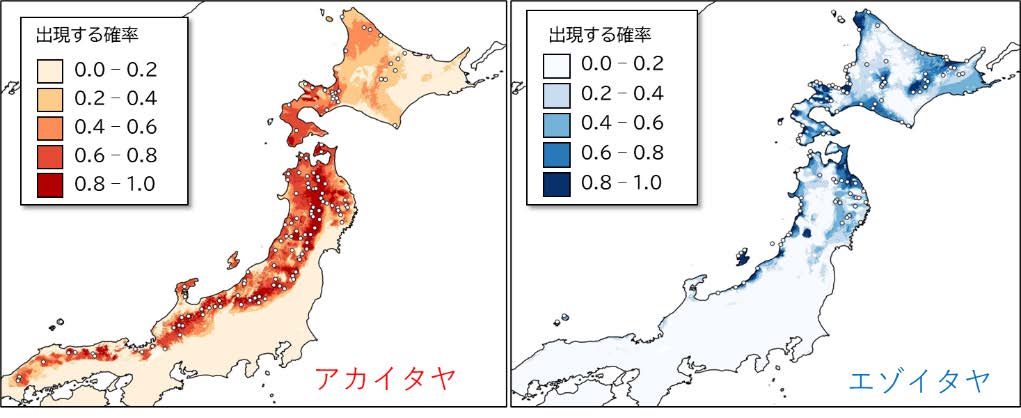 図２．生態ニッチモデリングで予測したエゾイタヤとアカイタヤの出現確率
図中の白丸は実際の分布を示します。エゾはやや乾燥した環境や塩害のある日本海沿岸、アカは湿潤な多雪の山地で出現する確率が高いことを示します。の画像