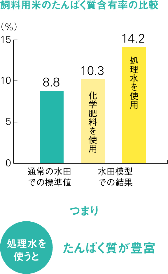 飼料用米のたんぱく質含有率の比較