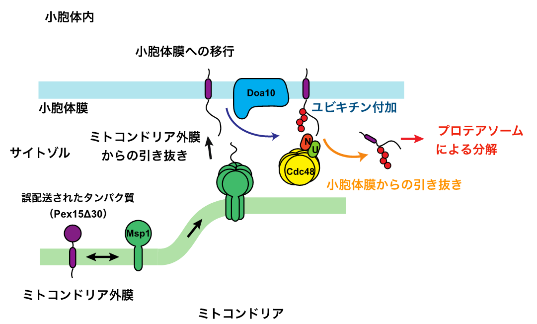 図1  Msp1による，ミトコンドリア外膜に誤配送されたタンパク質（Pex15Δ30）の配送やり直しと分解除去の画像