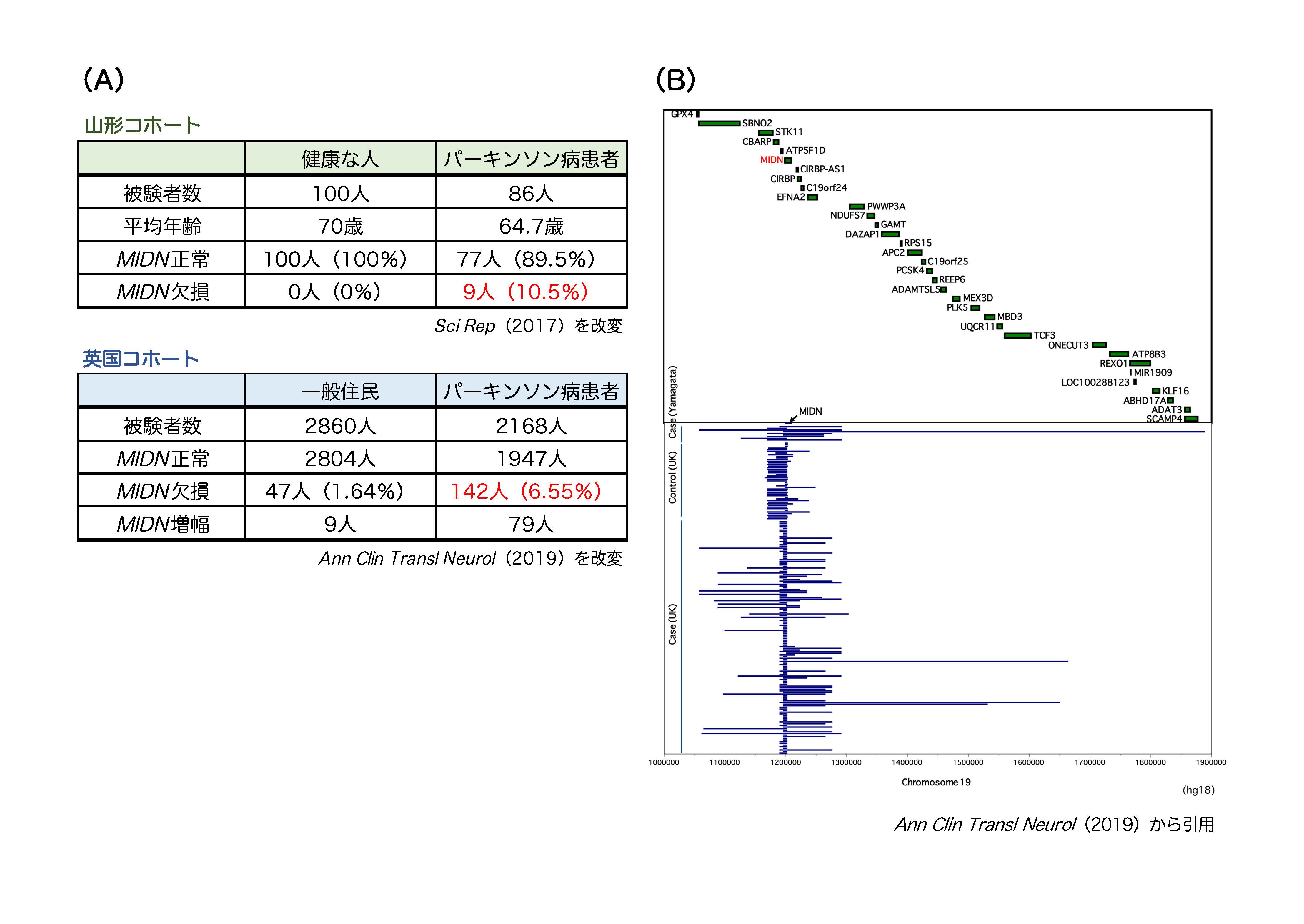 図1：（A）山形および英国のパーキンソン病患者さんの遺伝子解析の結果。パーキンソン病患者群では<i>MIDN</i>遺伝子の欠損が対照群と比較して有意に増加していた。英国コホートでは<i>MIDN</i>遺伝子の増幅例が認められるが、多くは<i>MIDN</i>遺伝子全長ではなく部分的な増幅であり、機能しないことが予想される。（B）山形および英国で見出された<i>MIDN</i>遺伝子の欠損症例の位置情報を図に示した。の画像