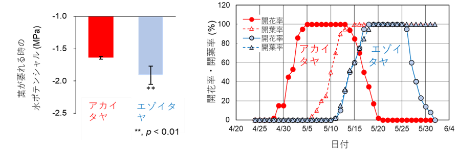 図３．同所に生育するエゾイタヤとアカイタヤの萎れる時の水ポテンシャル（左）と開花・開葉率の推移（右）。
（左図）葉の水ポテンシャルが低いほど、水を引きつける力が強くなり耐乾燥・耐塩性は高くなります。エゾはアカより明確に高い耐乾燥・耐塩生を示しました。（右図）アカとエゾの開花期が異なるだけでなく、エゾは開花と開葉が同時進行、アカは開花が開葉に先行するなどの様々な違いを明らかにしました。の画像