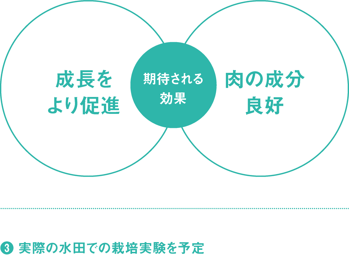 処理水を使うと、成長をより促進し、肉の成分が良好になる。／3. 実際の水田での栽培実験を予定