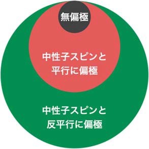 ⽔素核スピンに対する中性⼦の感度を円の⼤きさで表しました。⽔素核スピンが中性⼦に対して平⾏か反平⾏かで⽣じる散乱強度の変化を利⽤し、⽔素核だけの散乱に焦点をあてる構造解析法がスピンコントラスト法です。の画像