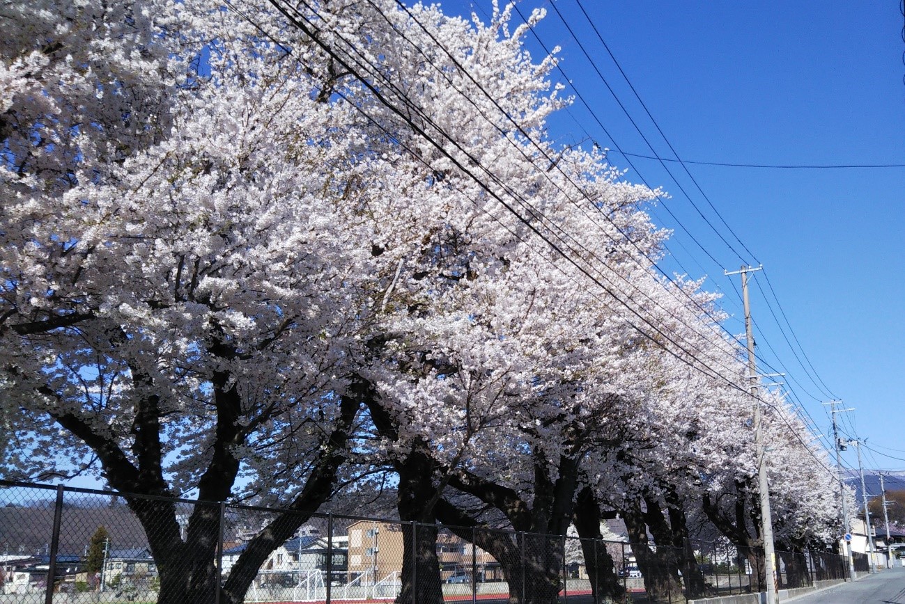 写真4．陸上競技場南側の14本の桜並木。2022年4月17日（日）撮影。の画像