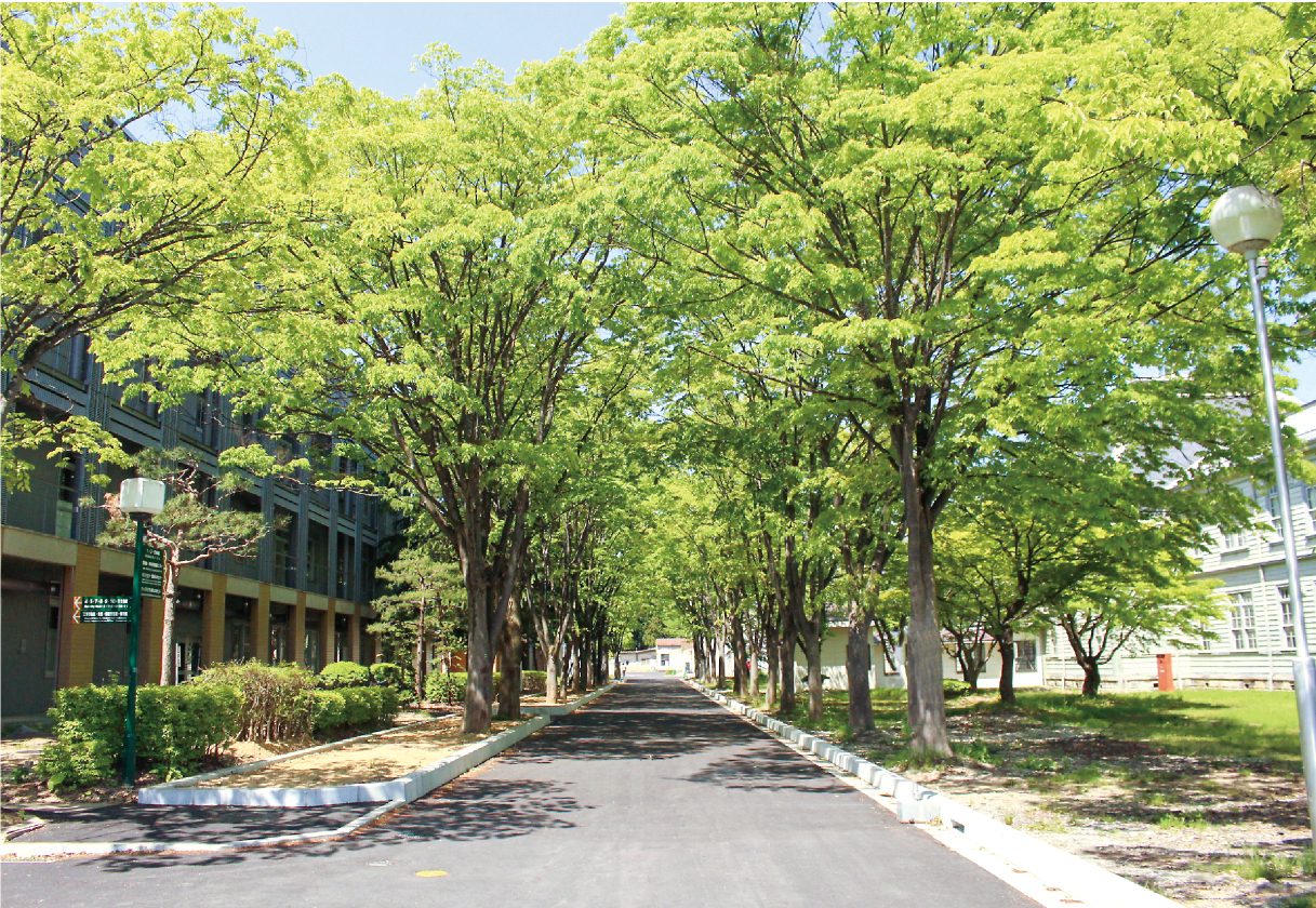 米沢キャンパス内のケヤキ並木