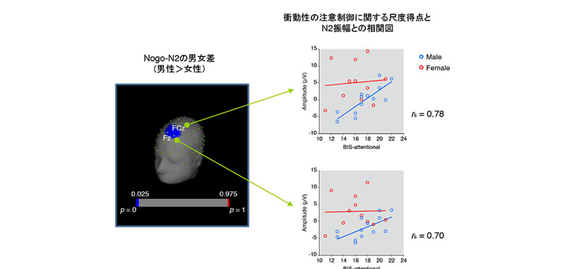No g o条件時にN2振幅の男女差が認められた部位と衝動性の注意制御尺度得点との相関関係: 男性の方がマイナス方向にN2振幅の絶対値が大きく（ 男性＞ 女性） 、注意制御の能力が高いほど、そのN2振幅が大きいの画像