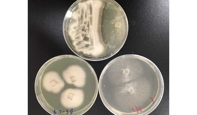 ２種の異なる微生物を共培養したところの画像