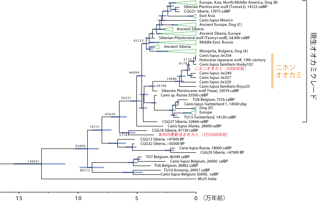 図３　ミトコンドリアDNA解析に基づくハイイロオオカミの系統関係と分岐年代推定
系統樹上の数値は推定分岐年代の中央値。本研究で用いた2個体を赤字で示す。5000年前のニホンオオカミは既知のニホンオオカミグループに含まれ、3万5000年前の更新世オオカミは現生オオカミのグループよりも古くに分岐したことが示された。の画像