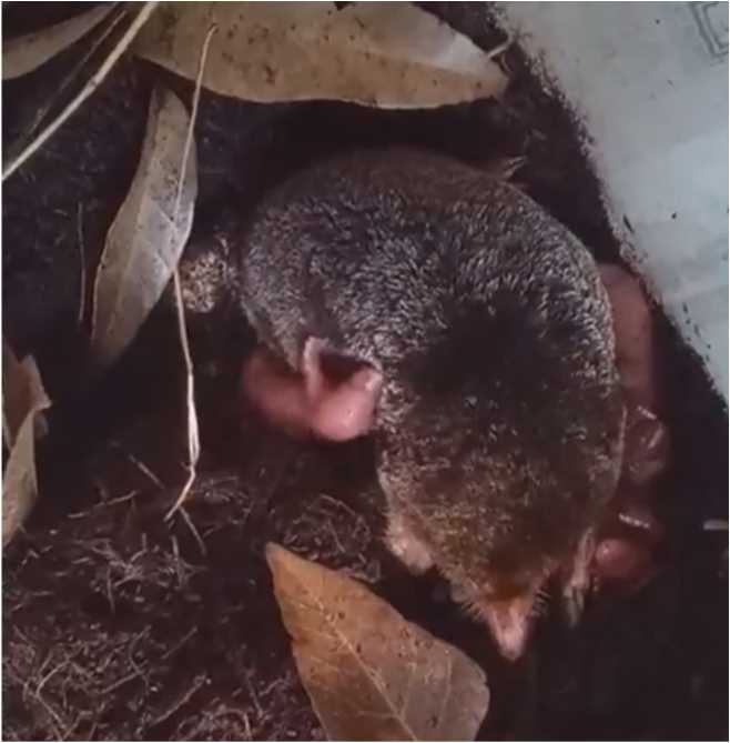 図１．本研究の対象となった山形県で捕獲されたアズマモグラとその仔３個体（撮影：山澤泰）の画像