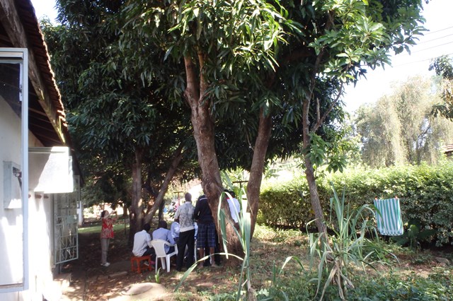 ゲストハウスの裏庭、マンゴーの木の下で、エビの皮を剥く人々。の画像