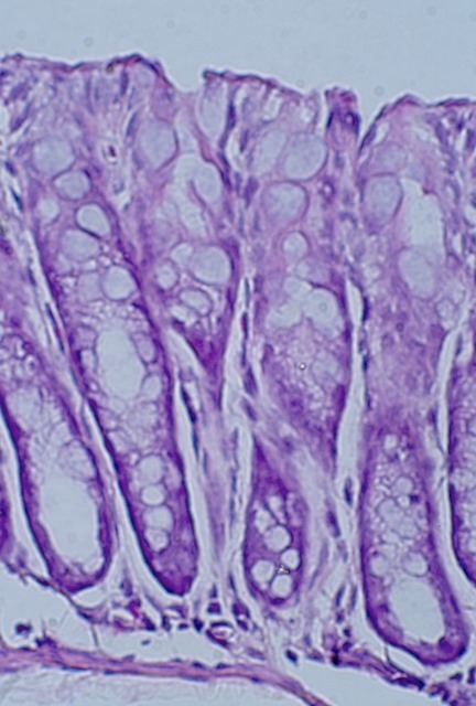 マウスの大腸（典型的な単層円柱上皮）の画像