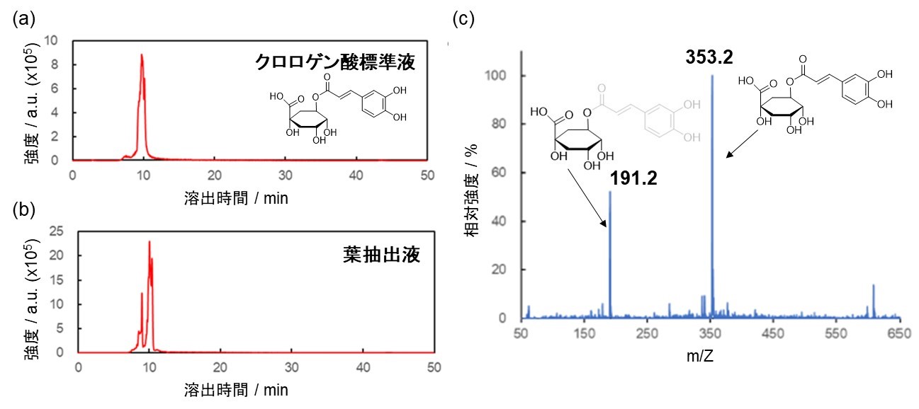 図2　(a)、(b) クロロゲン酸標準溶液(a)と、葉のメタノール抽出液(b)のEIC。(c) EICにおける溶出時間10分の溶出成分のMSスペクトル。の画像