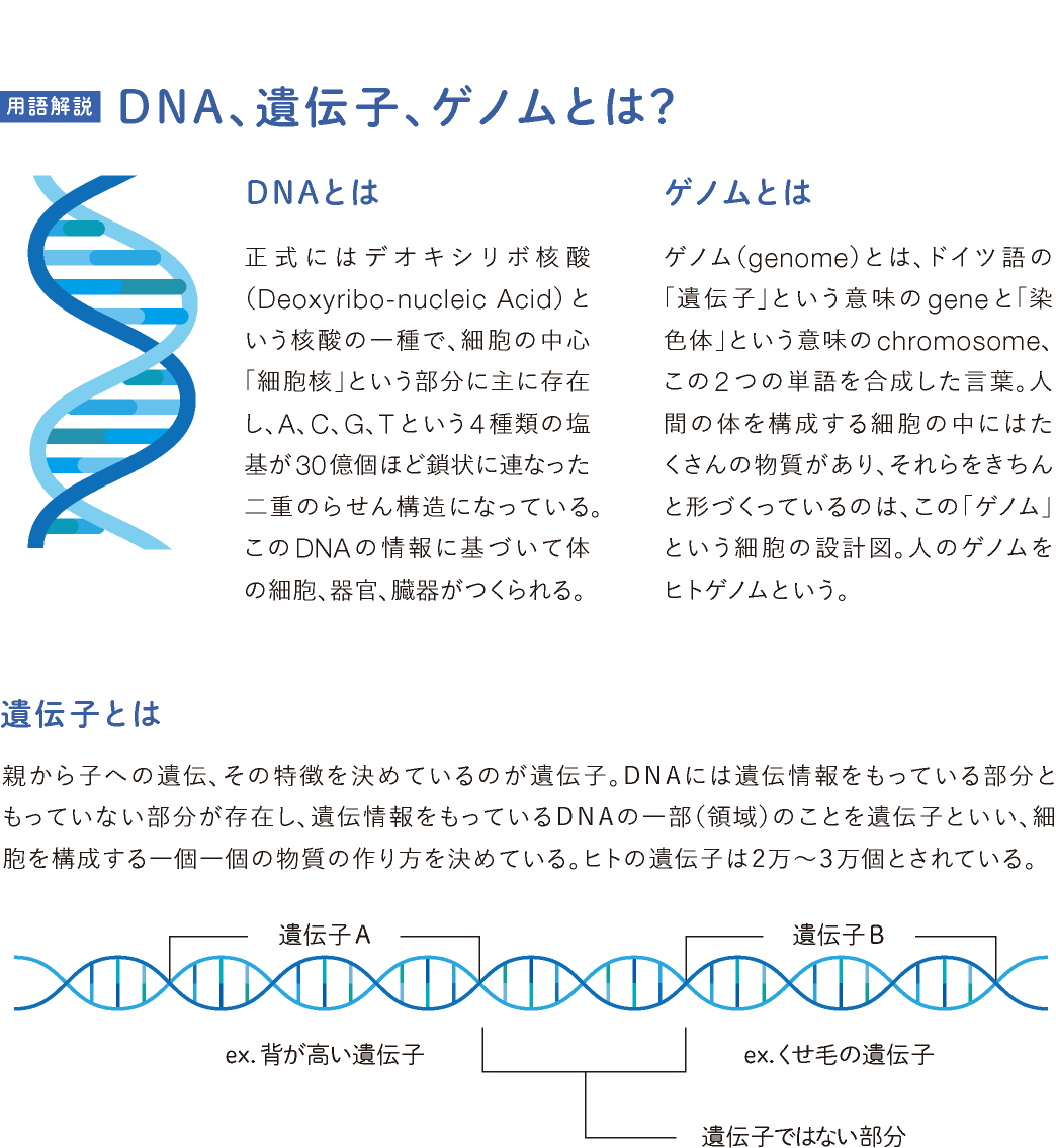 DNA、遺伝子、ゲノムとは？