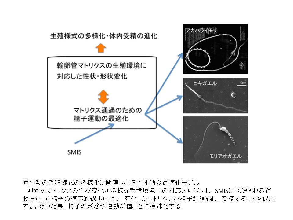 両生類の受精様式の多様化に関連した精子運動の最適化モデルの画像