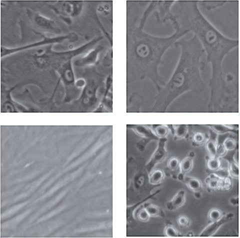 消化管の上皮細胞（様々な細胞が混在する）の画像