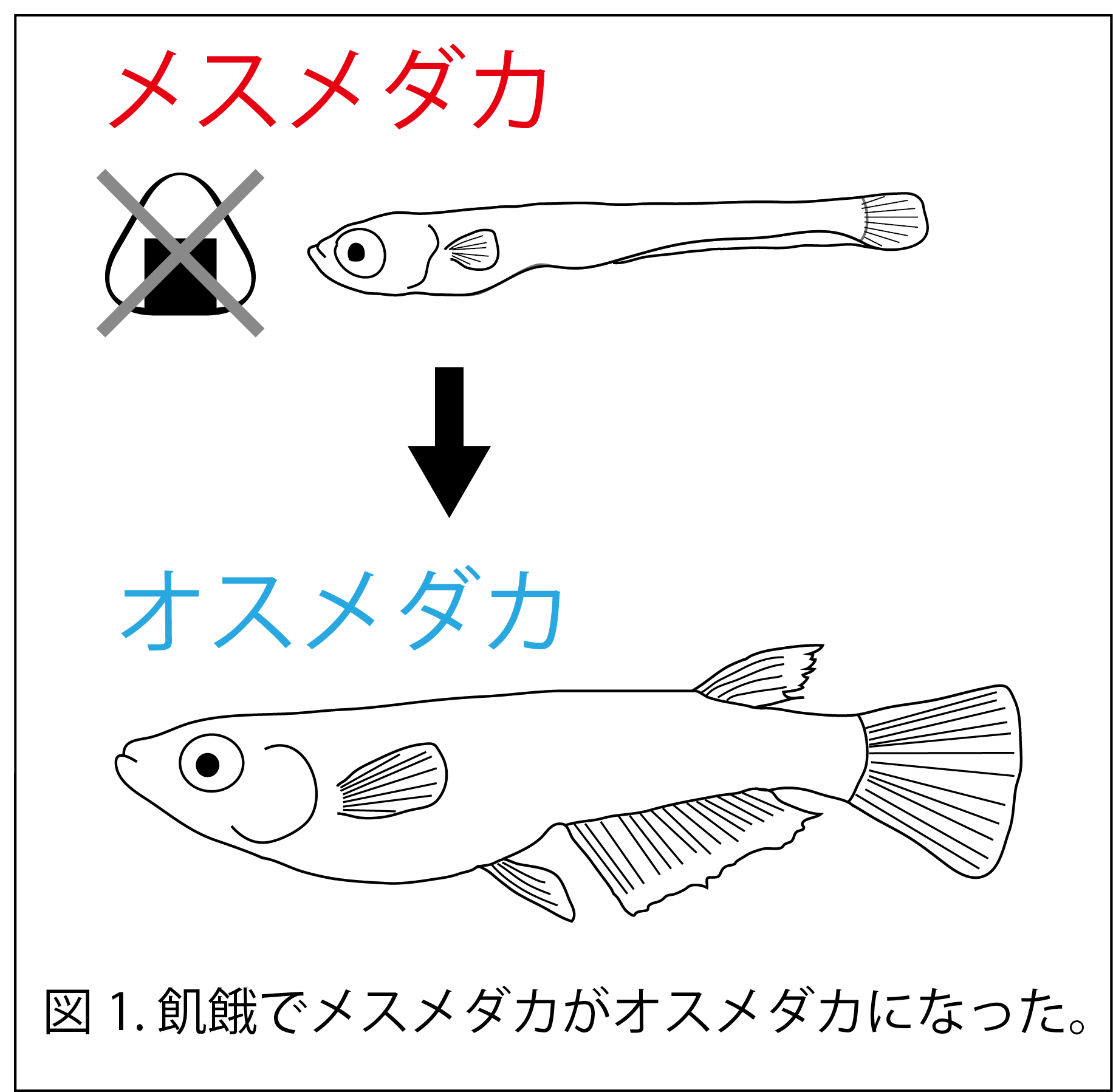 飢餓によってメスがオスになる 性と代謝 脂質の仕組みの新たな関係を発見 新着情報 プレスリリース 国立大学法人 山形大学