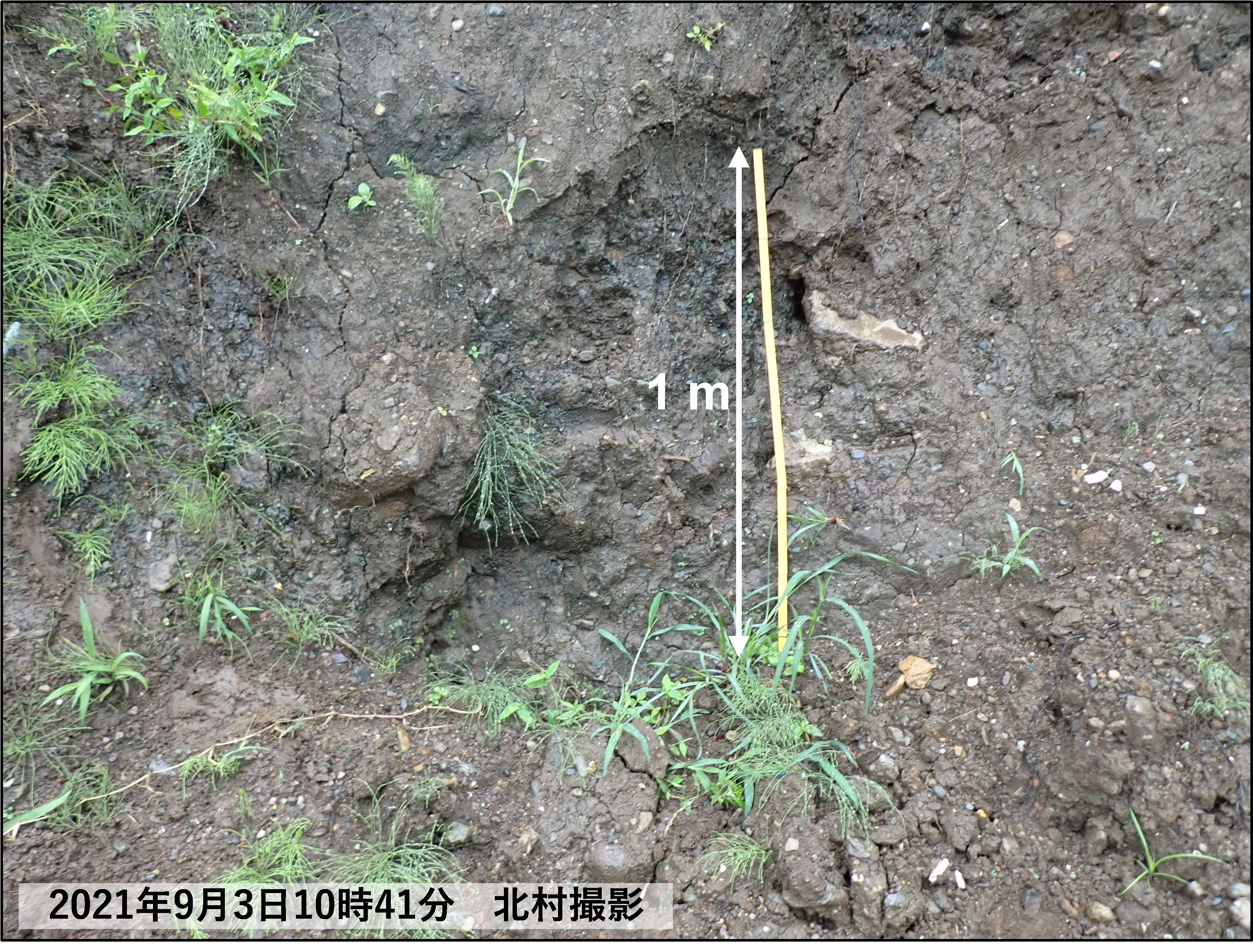 図3　試料採取地点B1の未崩落の盛土の写真．すべて黒色の土砂からなる盛土．の画像
