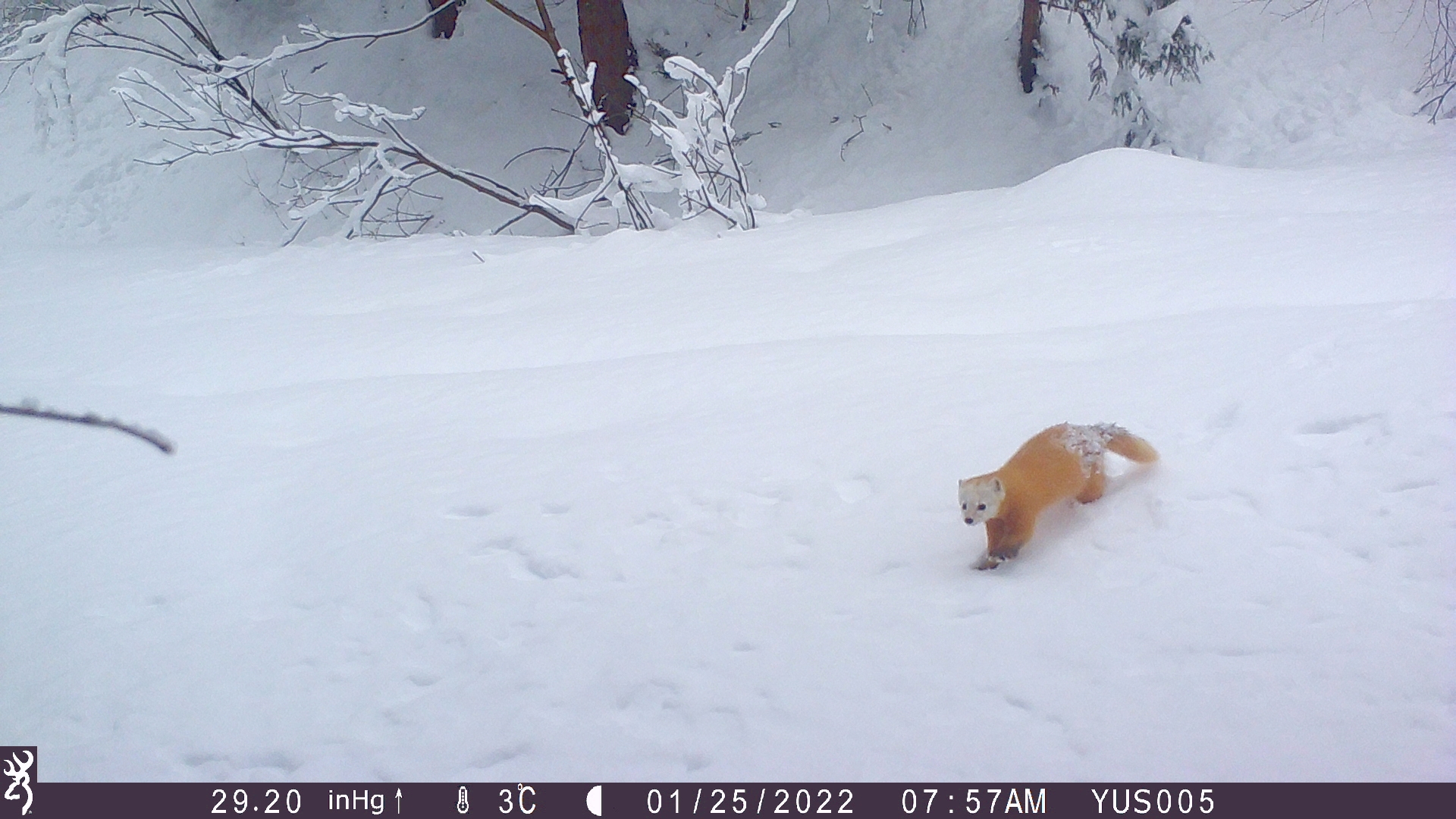 厳冬期に自動撮影カメラで撮影されたニホンテンの画像
