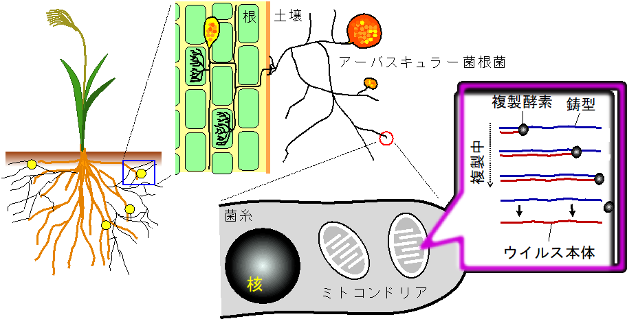 ミトコンドリアの中で複製を繰り返して次世代へと伝搬されるミトウイルス。
進化的に最も古い系統が原始的な植物共生菌であるアーバスキュラー菌根菌と独占的に共生していた。の画像
