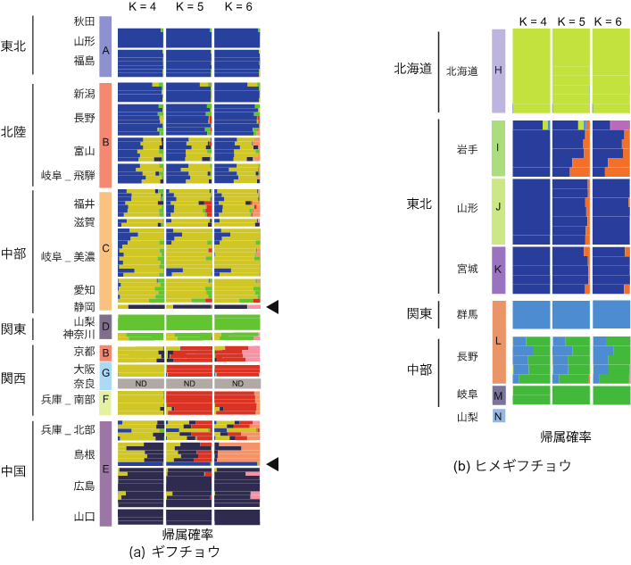 図3. SNP遺伝子の多様性から描かれた集団構造. 各棒グラフは縦軸が各個体を示しており, 横軸は各集団への帰属確率を示す. 例えば, 山形県と福島県のギフチョウは全て青色で示された集団に帰属する確率が高いが, 中部地方の個体は黄色の集団に帰属する確率が高い. Kは集団数を示しており, ギフチョウは4〜6集団, ヒメギフチョウは4〜5集団で帰属確率を計算した. アルファベットはミトコンドリア遺伝子から推定された集団である.黒色三角は放チョウの痕跡が認められた個体を示す.の画像