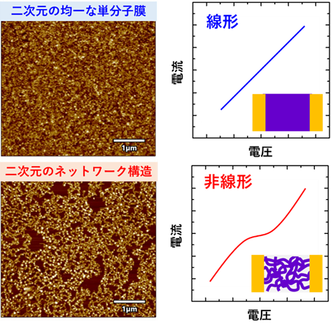図2 有機半導体高分子単分子膜の原子間力顕微鏡像(左)と対応する電流–電圧特性のイメージ図(右)。均一に敷き詰められた単分子膜では線型の電流–電圧特性を示すが(青)、二次元のネットワーク構造とすることで非線形特性が現れる(赤)。の画像