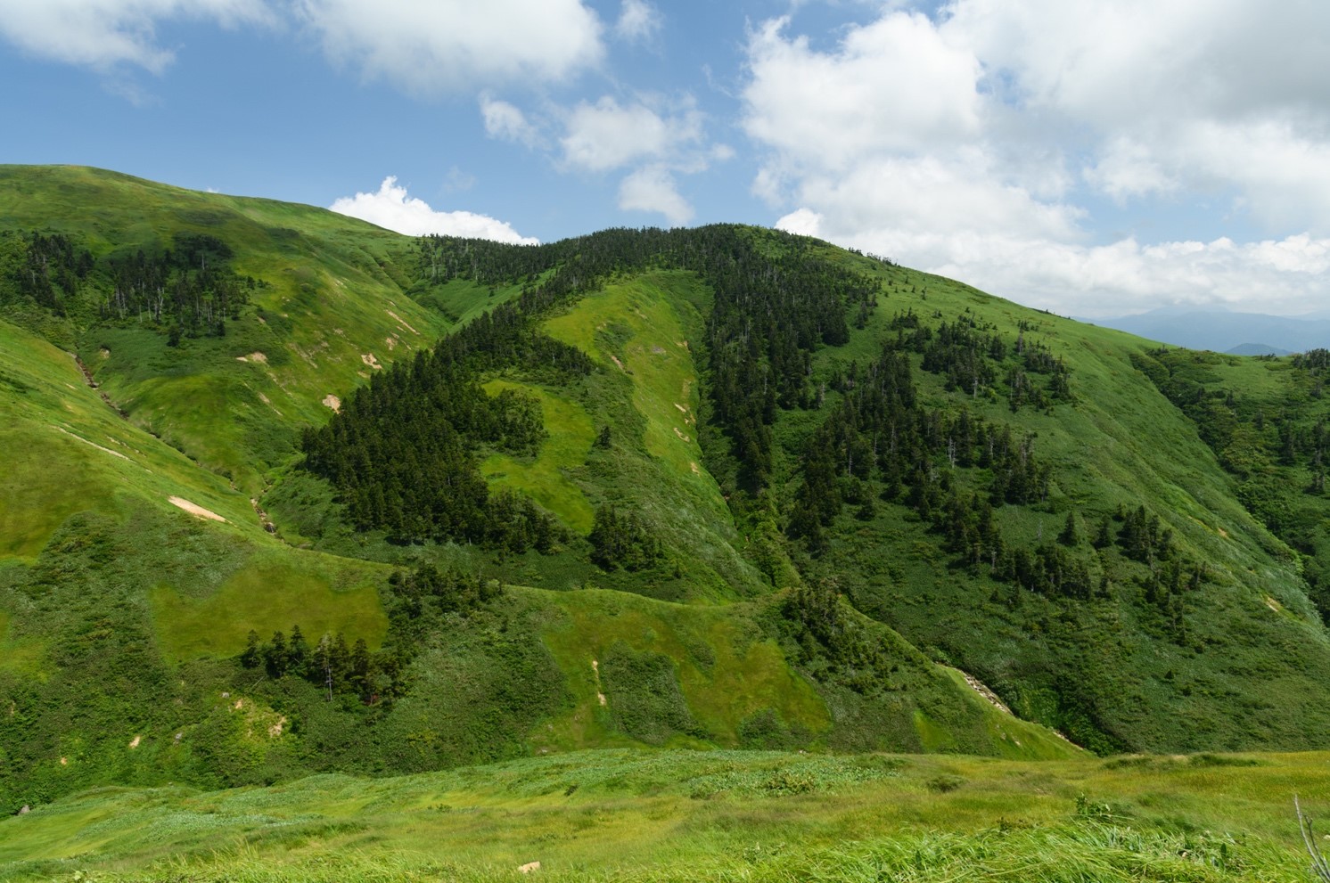 写真１　巻機山山頂（写真の左側）から南（写真の右側）に伸びている峰沿い、および、その峰から西側に（写真の下側）に伸びている2本の尾根にそってオオシラビソ（アオモリトドマツ）が群生している。（2023年8月6日　漆崎隆之氏撮影）の画像