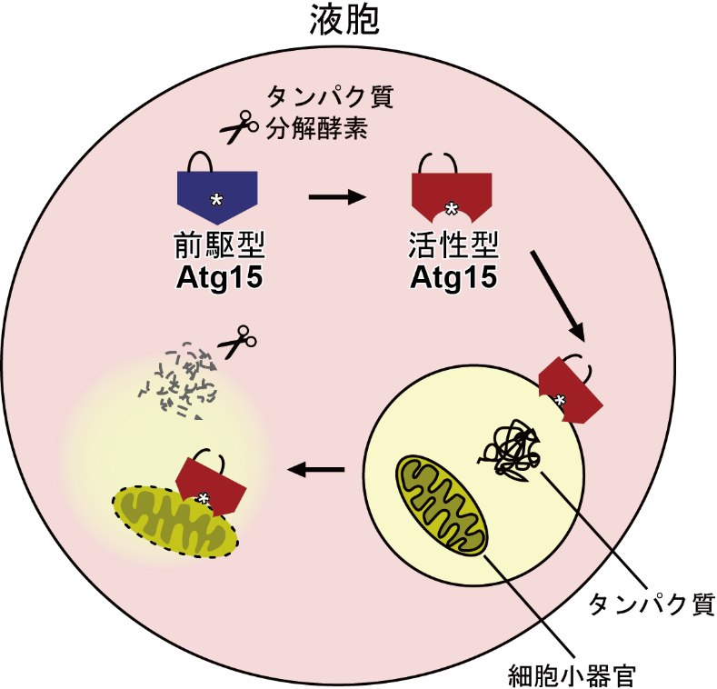 Atg15が液胞内部で細胞小器官を分解する機構の模式図の画像