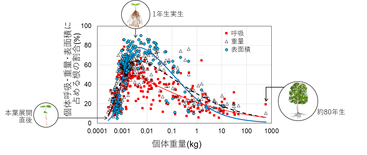 図2．芽生え～成木の根への呼吸（赤実線）、生重量（黒破線）、表面積（青実線）の配分シフト
成長初期に根の表面積は急速上昇しますが、呼吸の上昇は小さく、呼吸（コスト）を抑えて根の表面積を増加させます。の画像