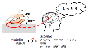 皮膚に加わる外部刺激によって様々な触覚が喚起されるの画像