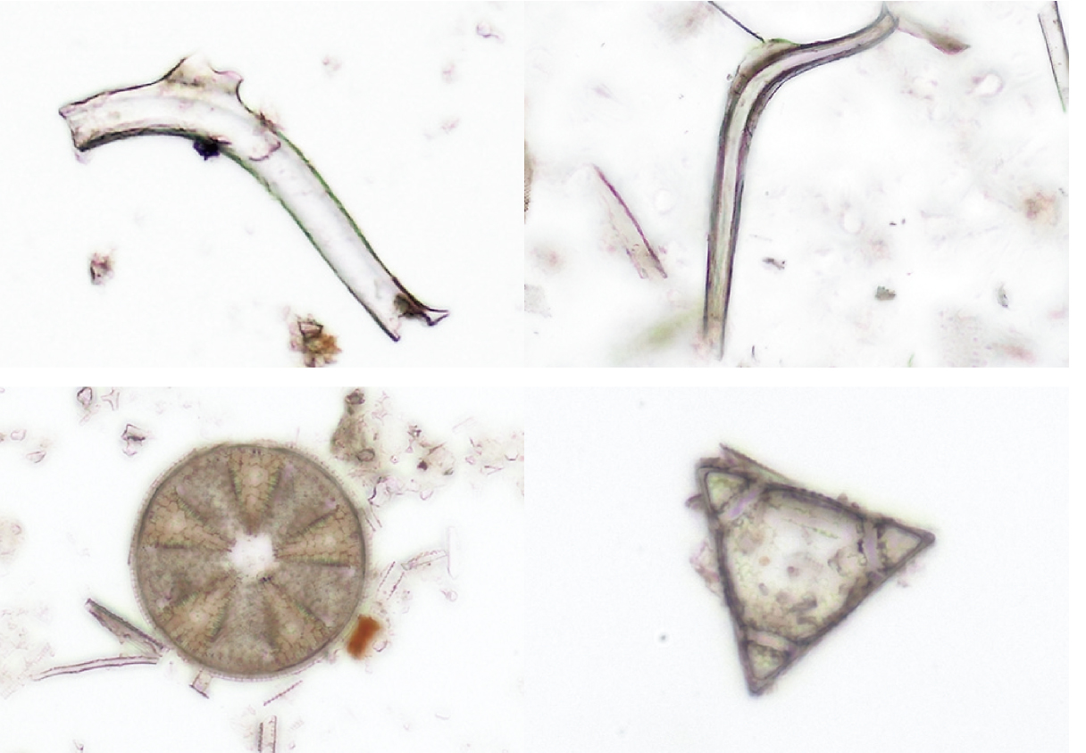 顕微鏡で見た微化石の画像