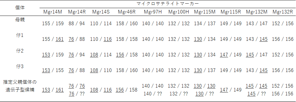 表１．本研究で確認された母親と仔モグラの遺伝子型と、推定された父親個体の遺伝子型一覧。
??は不明な対立遺伝子を示し、下線が引いてある対立遺伝子は、母親由来ではないことを示す。の画像