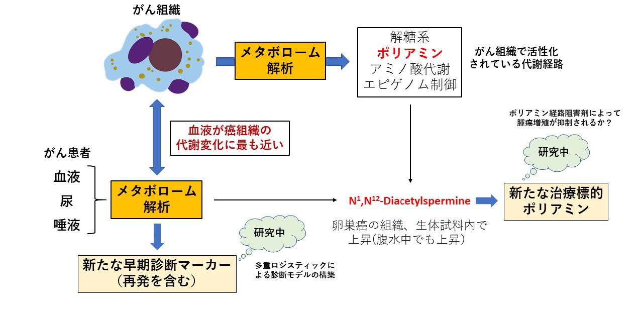 図３．現在行っている研究のまとめ
癌組織と生体試料（血液、尿、唾液）のメタボローム解析から血液が癌組織内の代謝変化を最も反映していることが明らかになった。N1,N12-diacetylspermineを含めた他の代謝物を組み合わせることでさらに高い卵巣癌早期診断法を開発中である。また、ポリアミン経路を標的とした新たな治療法を開発する研究も進行中である。の画像