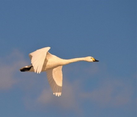 鳥類の多様性評価の対象例の画像