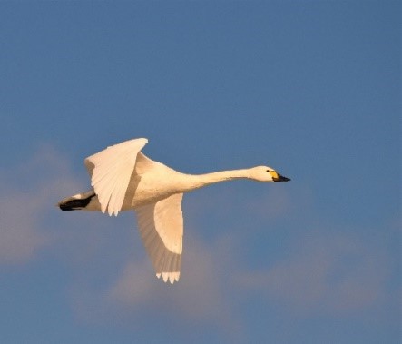 鳥類の多様性評価の対象例の画像