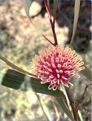 ピンクッションハケア（Hakea laurina）の画像