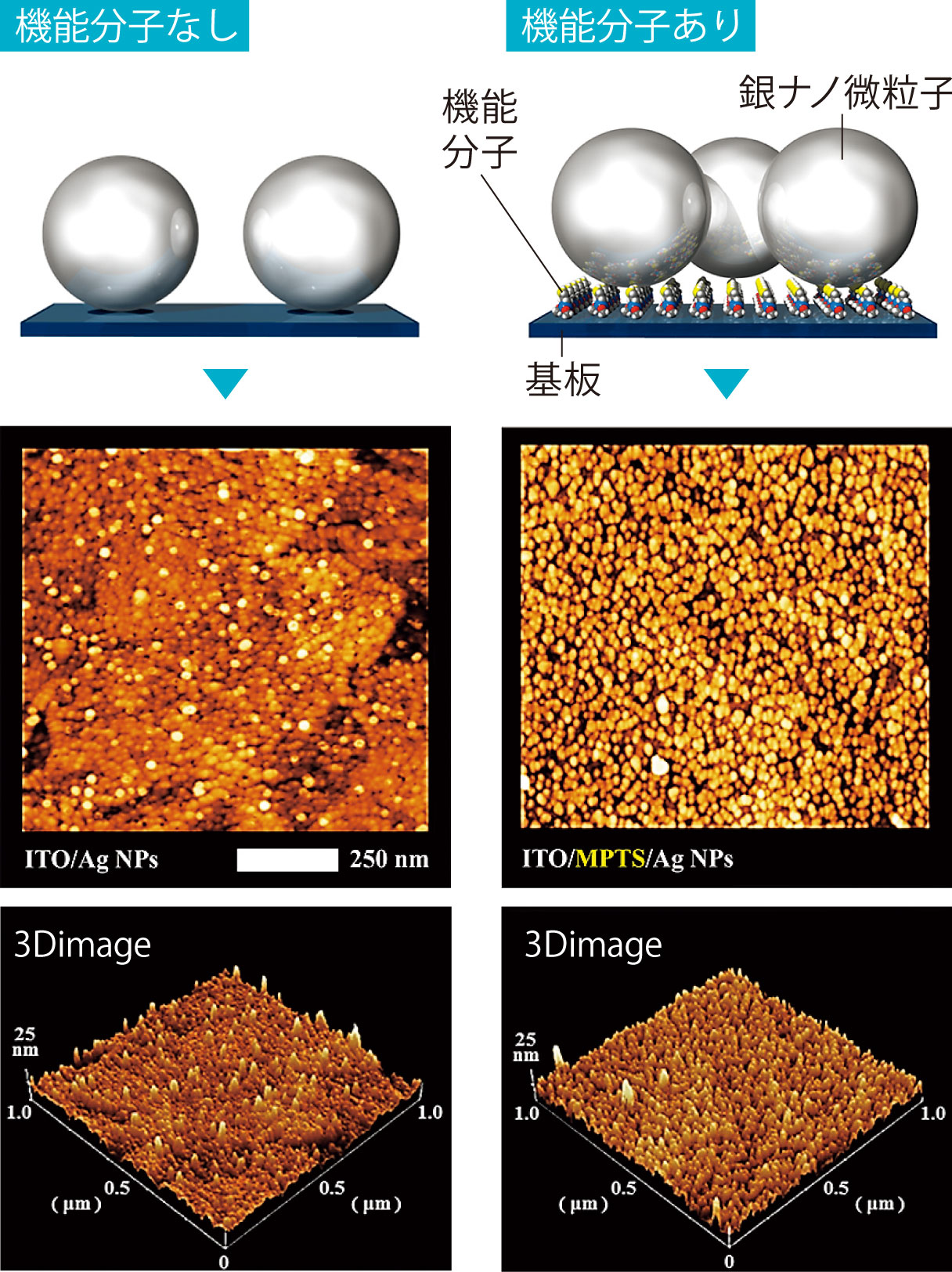 基板上に銀ナノ微粒子を固定させる際の機能性分子のあり・なしのイメージ図と原子間力顕微鏡で測定した３次元画像