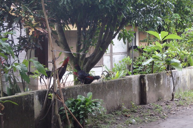 宿舎の表側の塀を歩く鶏の画像