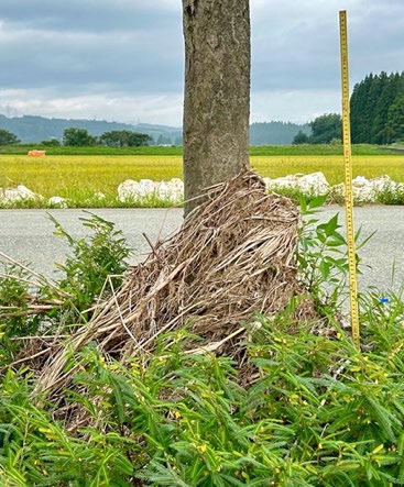 浸水痕（街路樹と漂着物）の画像