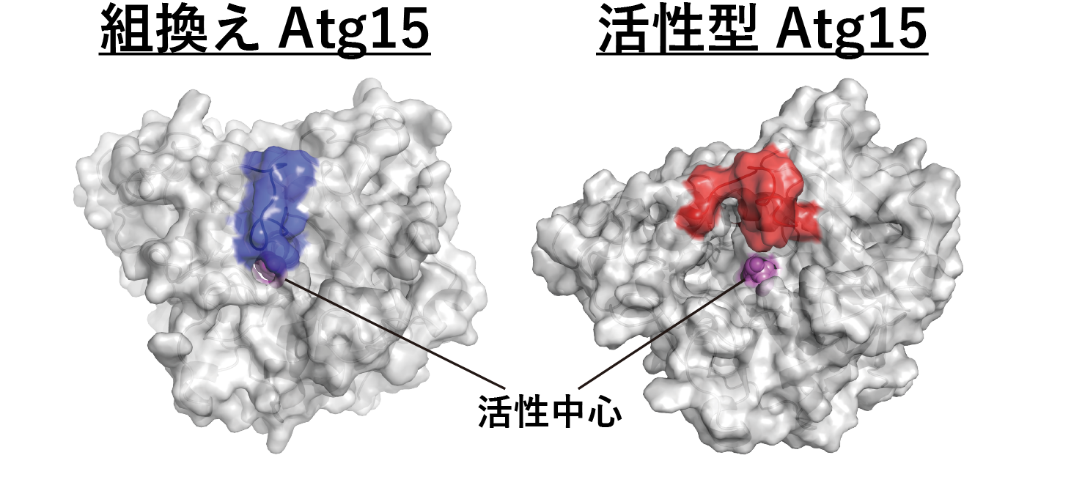 図1：分子動力学シミュレーション解析で得られた組換えAtg15と活性型Atg15の構造
　組換えAtg15（前駆型）では活性中心が青の領域で覆われているが、活性型のAtg15ではその領域が赤の領域に移動することで活性中心が露出する。の画像